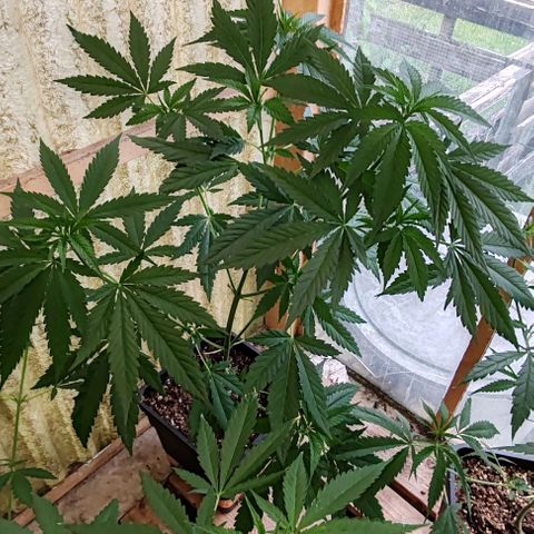 Black Jesus OG #1 growlog timeline photo
