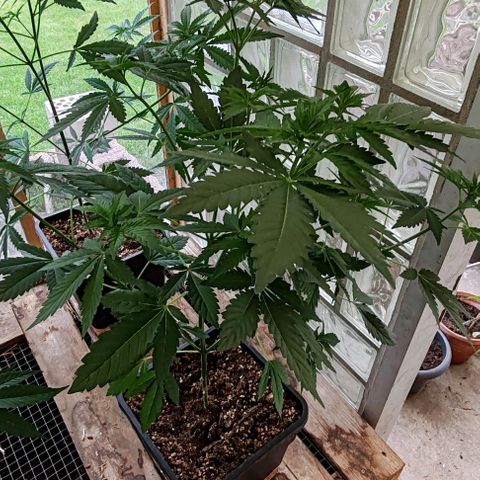 Black Jesus OG #1 growlog timeline photo
