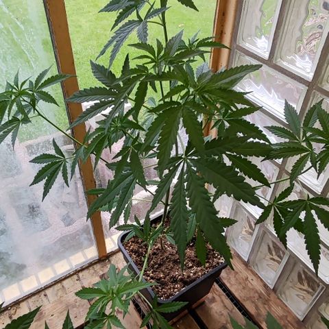 Black Jesus OG #1 growlog timeline photo