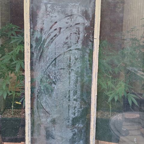 Black Jesus OG #1 growlog timeline photo