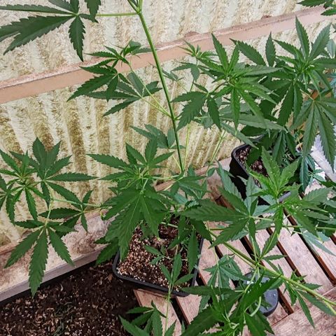 Black Jesus OG #1 growlog timeline photo