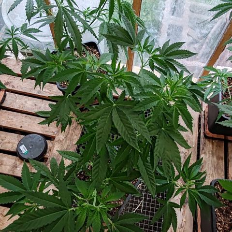 Black Jesus OG #1 growlog timeline photo
