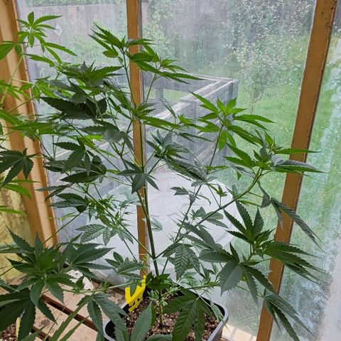 Black Jesus OG #1 growlog timeline photo