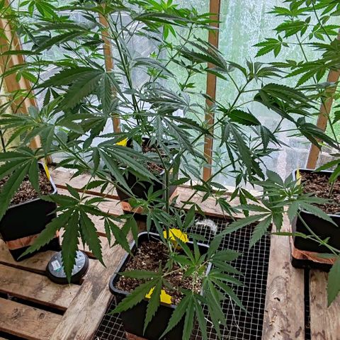 Black Jesus OG #1 growlog timeline photo