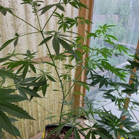 Black Jesus OG #1 growlog timeline photo