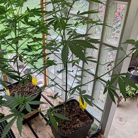 Black Jesus OG #1 growlog timeline photo