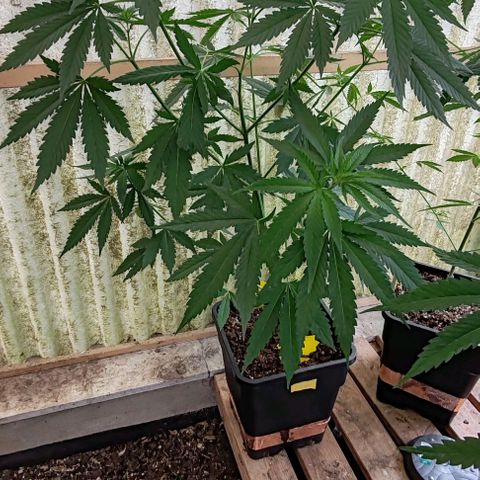 Black Jesus OG #1 growlog timeline photo
