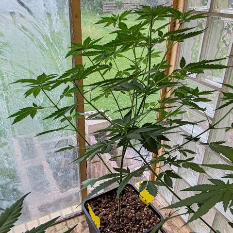 Black Jesus OG #1 growlog timeline photo