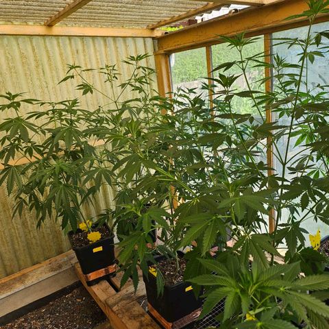Black Jesus OG #1 growlog timeline photo