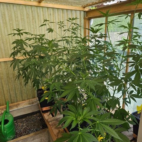 Black Jesus OG #1 growlog timeline photo