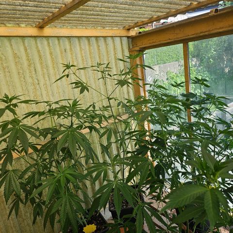 Black Jesus OG #1 growlog timeline photo
