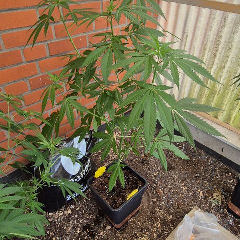 Black Jesus OG #1 growlog timeline photo