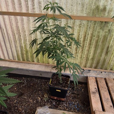 Black Jesus OG #1 growlog timeline photo