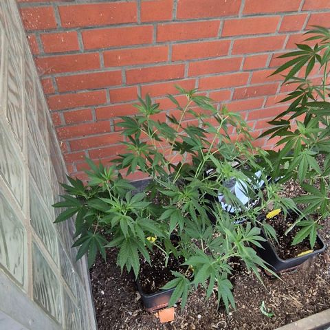 Black Jesus OG #1 growlog timeline photo