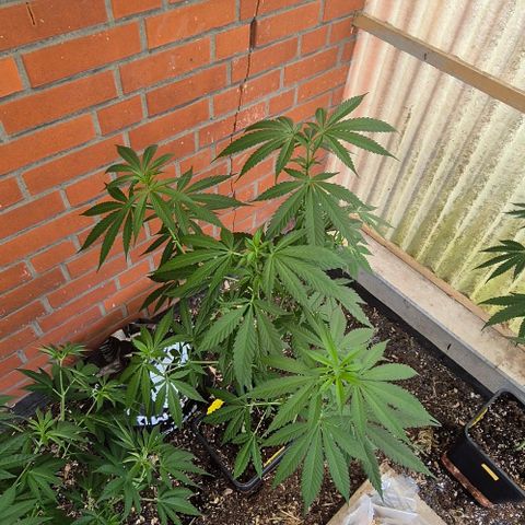 Black Jesus OG #1 growlog timeline photo