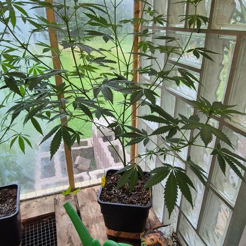 Black Jesus OG #1 growlog timeline photo