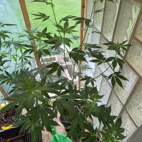 Black Jesus OG #1 growlog timeline photo