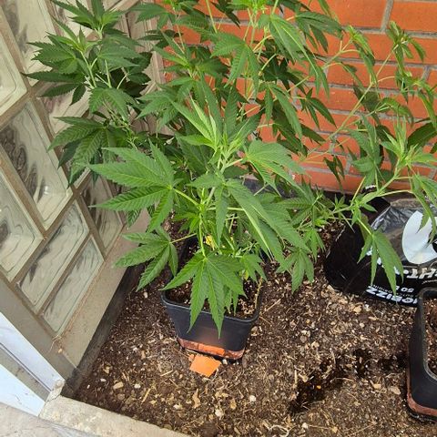 Black Jesus OG #1 growlog timeline photo