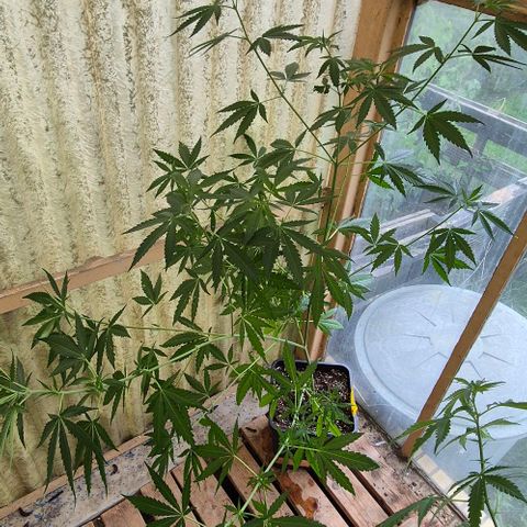 Black Jesus OG #1 growlog timeline photo