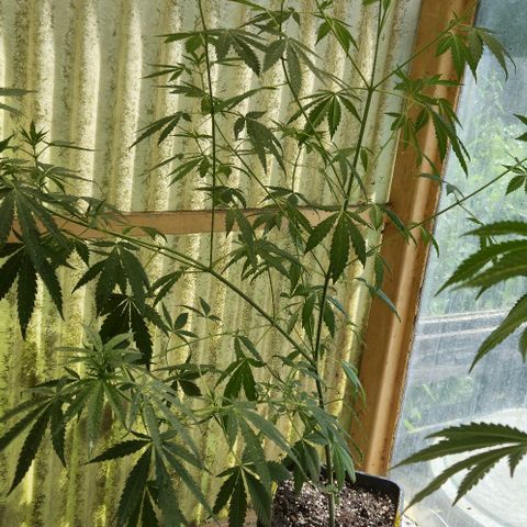 Black Jesus OG #1 growlog timeline photo