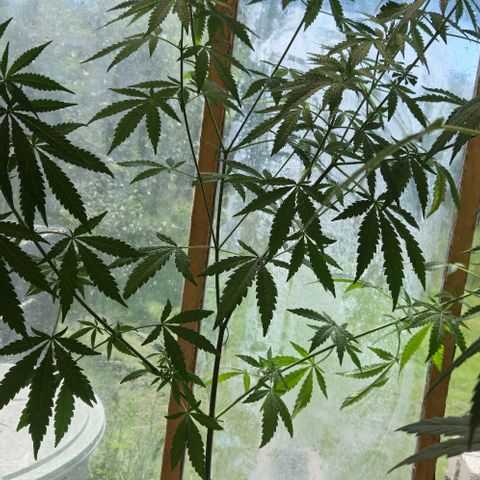 Black Jesus OG #1 growlog timeline photo