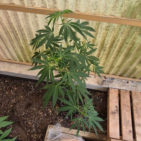 Black Jesus OG #1 growlog timeline photo