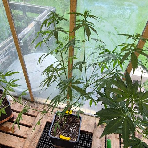 Black Jesus OG #1 growlog timeline photo