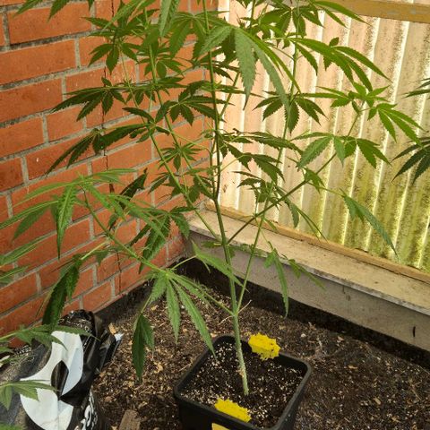 Bruce Banner 3 growlog timeline photo