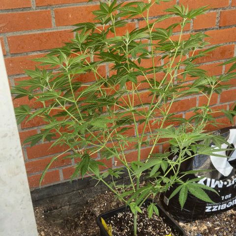 Herz OG growlog timeline photo