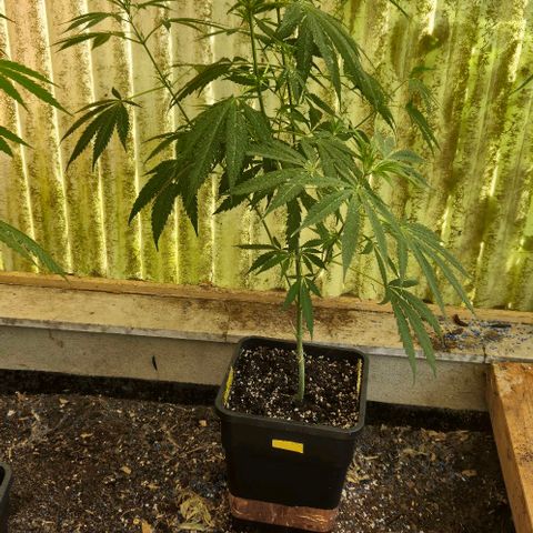 Herz OG growlog timeline photo