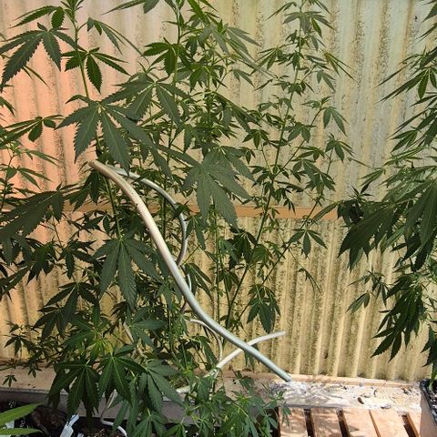 Black Jesus OG #1 growlog timeline photo