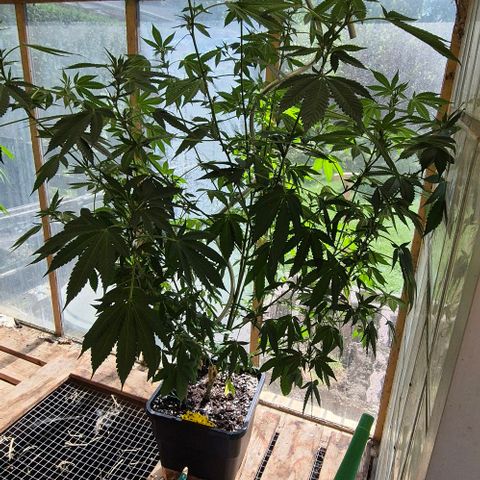 Black Jesus OG #1 growlog timeline photo