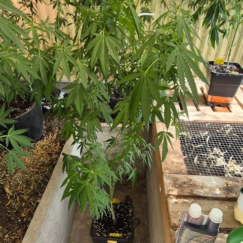Black Jesus OG #1 growlog timeline photo