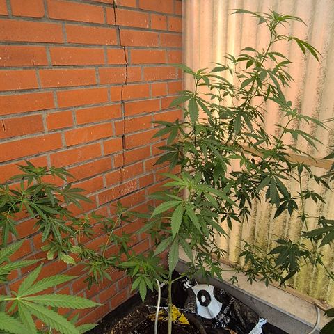 Black Jesus OG #1 growlog timeline photo