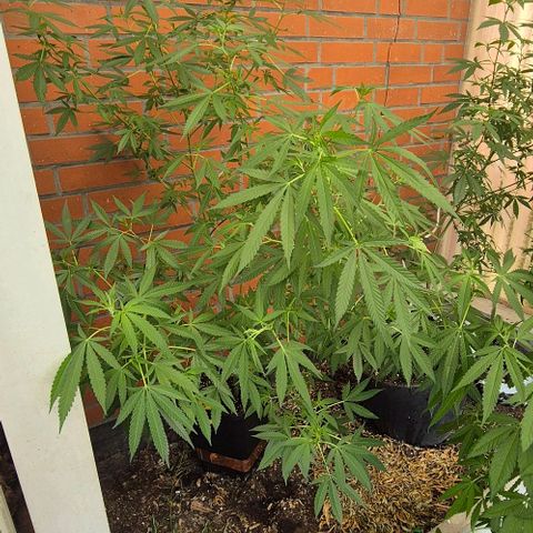 Black Jesus OG #1 growlog timeline photo