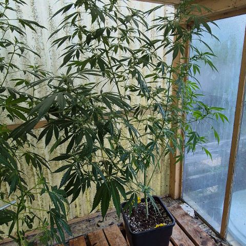 Black Jesus OG #1 growlog timeline photo