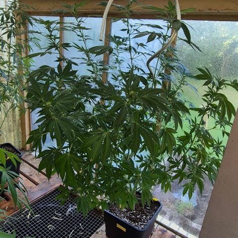 Black Jesus OG #1 growlog timeline photo