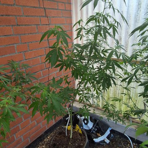 Black Jesus OG #1 growlog timeline photo