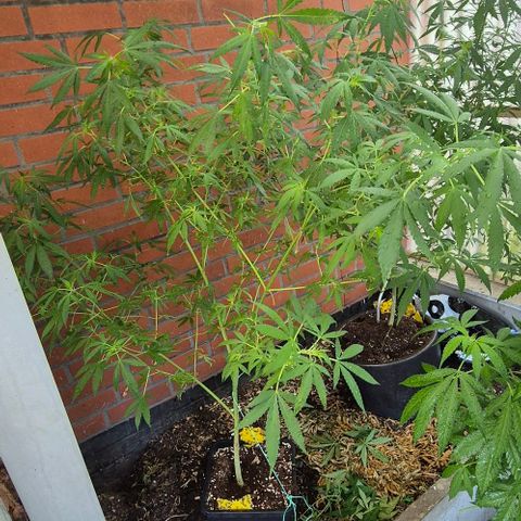 Black Jesus OG #1 growlog timeline photo
