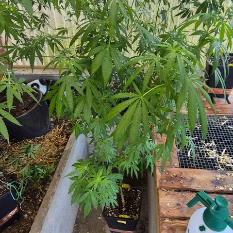 Black Jesus OG #1 growlog timeline photo