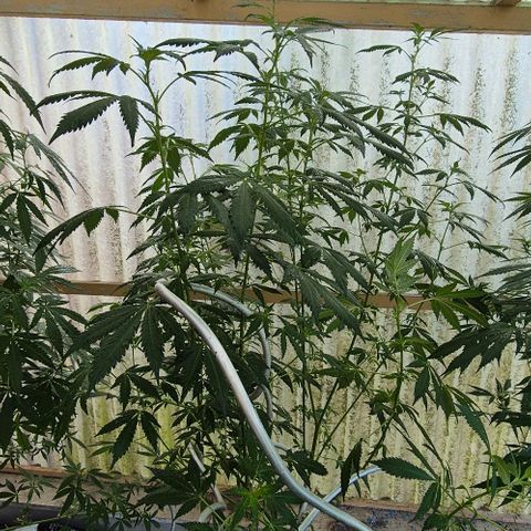 Black Jesus OG #1 growlog timeline photo