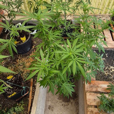Black Jesus OG #1 growlog timeline photo