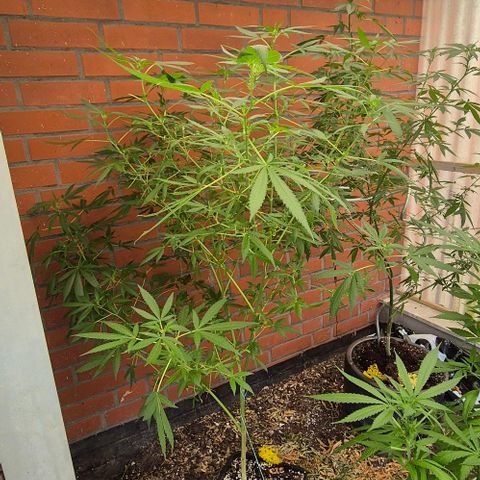 Black Jesus OG #1 growlog timeline photo