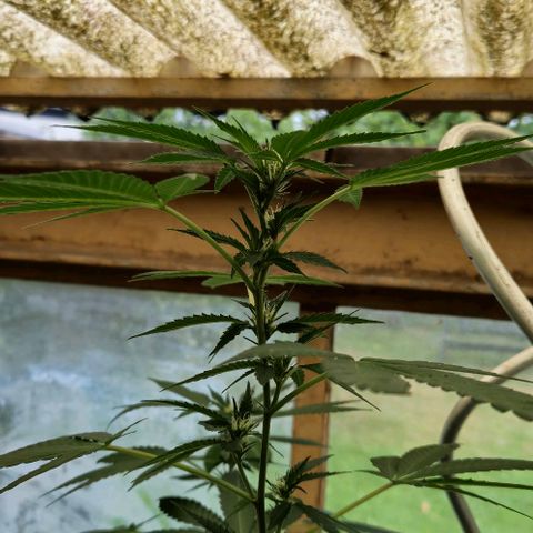 Black Jesus OG #1 growlog timeline photo