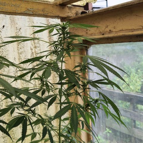 Black Jesus OG #1 growlog timeline photo