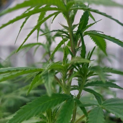 Black Jesus OG #1 growlog timeline photo