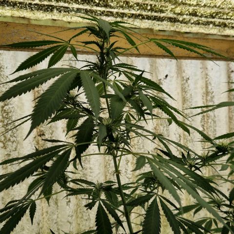 Black Jesus OG #1 growlog timeline photo
