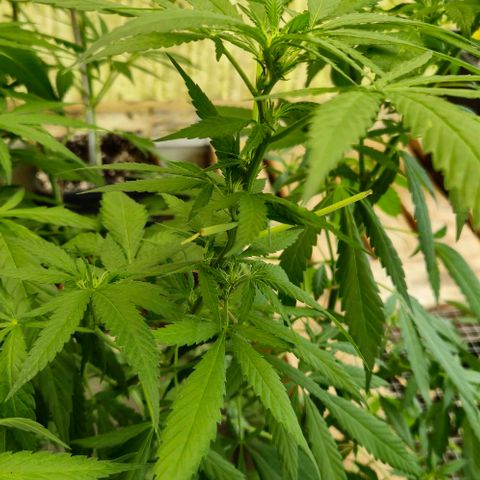 Black Jesus OG #1 growlog timeline photo