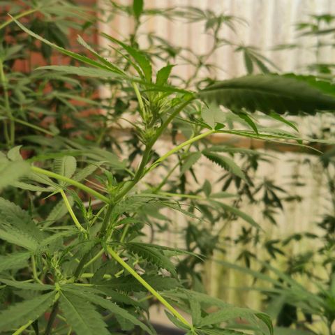 Black Jesus OG #1 growlog timeline photo