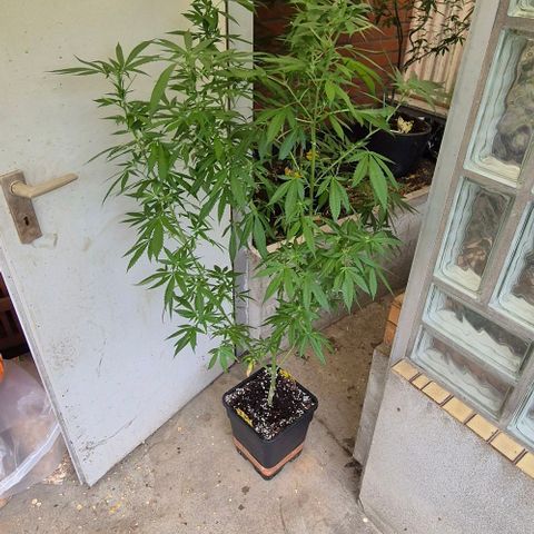 Black Jesus OG #1 growlog timeline photo